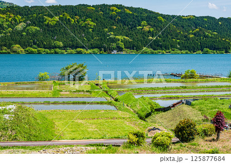 初夏の余呉湖畔川並地区の水田風景　滋賀県長浜市余呉町 125877684