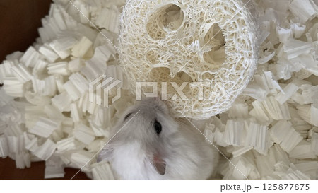 ヘチマvsハムスター 125877875