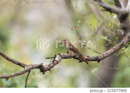 Bird (Plaintive Cuckoo) in a nature wild 125877900