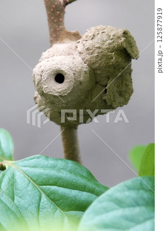 夏7月木の枝にドロで作ったトックリ蜂の巣 125877919