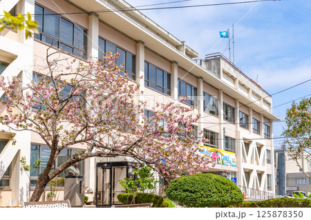 塩竈市役所本庁舎　満開の桜　青空　昭和35年に建設　新庁舎令和9年共用開始想定 125878350