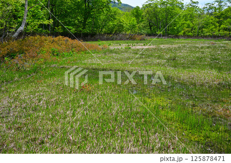 林床の景色 高原の田代湿原 奥利根水源の森 みなかみ町 林床の景色 高原の田代湿原 奥利根水源の森 みなかみ町 125878471