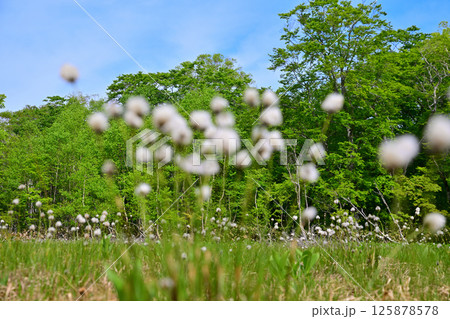 高原の田代湿原　ワタスゲの群生　奥利根水源の森　みなかみ町　　　 125878578