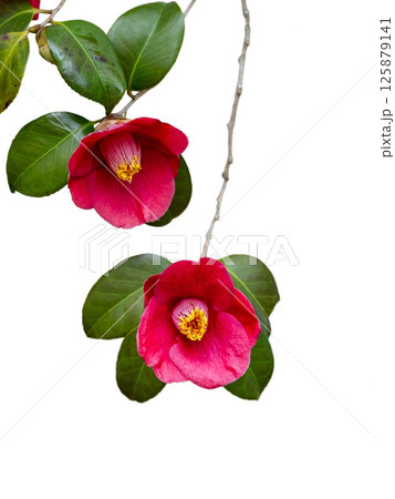 白バックのヤブツバキの赤い花 125879141