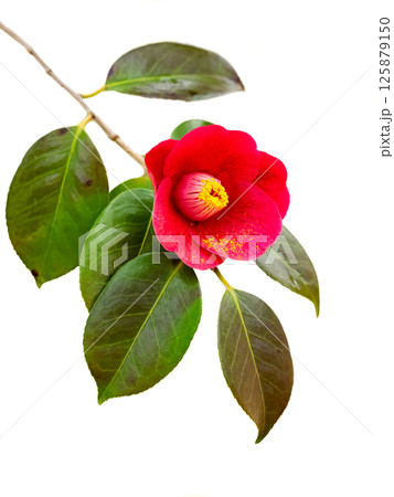白バックのヤブツバキの赤い花 125879150