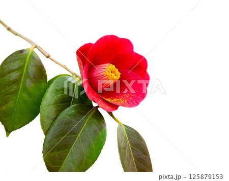 白バックのヤブツバキの赤い花 125879153