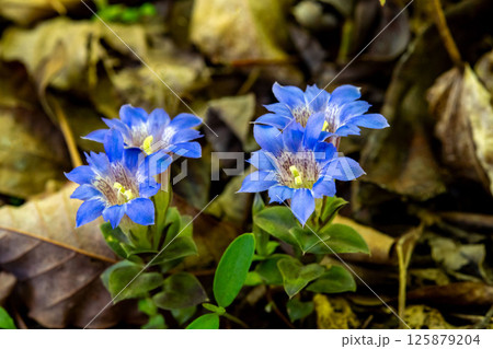 落ち葉の間に咲いているフデリンドウの花 落ち葉の間に咲いているフデリンドウの花 125879204