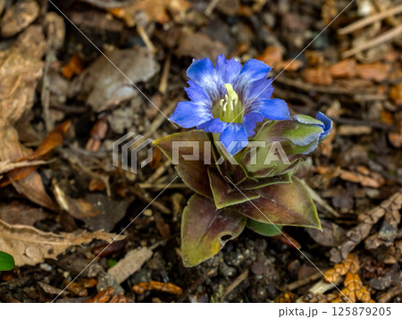 落ち葉の間に咲いているフデリンドウの花 落ち葉の間に咲いているフデリンドウの花 125879205