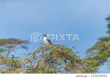 Augur Buzzard in Lake Nakuru 125879452