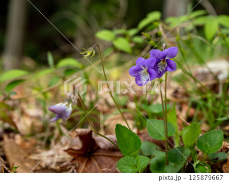 ニオイタチツボスミレの花 ニオイタチツボスミレの花 125879667