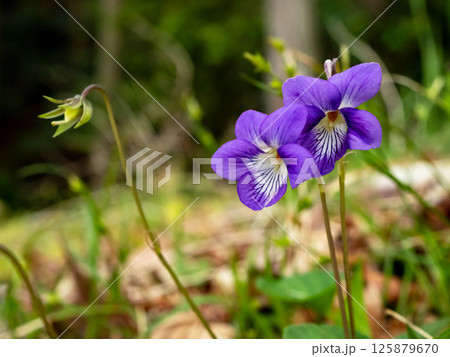 ニオイタチツボスミレの花 125879670