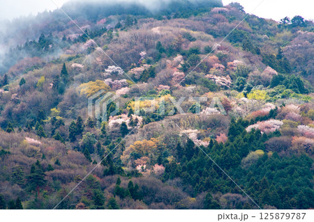 雨の後、山桜も終わりに近づき新芽が出始めた春の山 125879787