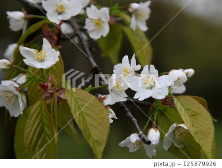世界唯一のさくら、ミヤマカスミザクラ（山形市　野草園） 125879926