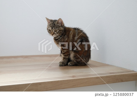 何かを考える猫 何かを考える猫 125880037