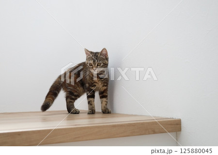 興味を示す猫 興味を示す猫 125880045