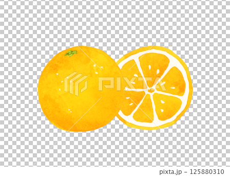 Orange fruit cut in half Hand-drawn watercolor illustration of fruit Orange fruit cut in half Hand-drawn watercolor illustration of fruit 125880310