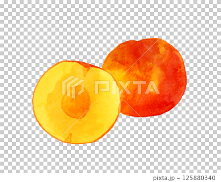 Plums (plums, prunes) cut in half - hand-drawn watercolor illustration of fruits 125880340