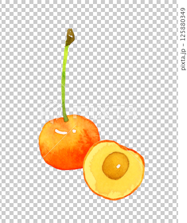 Cherries cut in half - Hand-drawn watercolor illustration of fruit 125880349