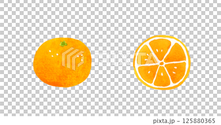 Mandarin oranges cut in half - hand-drawn watercolor illustration of fruit 125880365