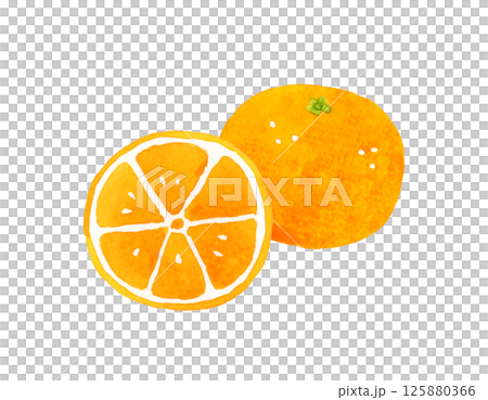 Mandarin oranges cut in half - hand-drawn watercolor illustration of fruit 125880366
