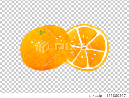 Mandarin oranges cut in half - hand-drawn watercolor illustration of fruit 125880367