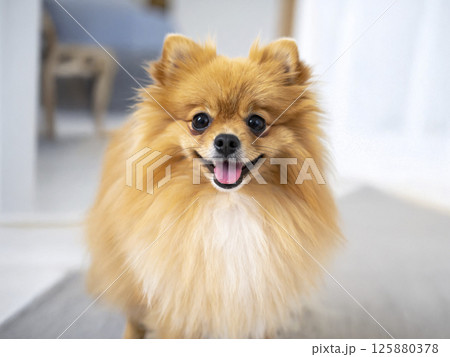 ポメラニアン　AI生成画像     125880378