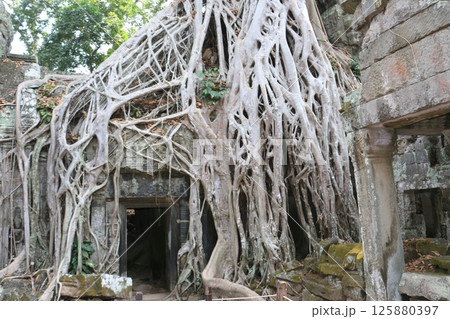 密林に侵食されたタ・プローム寺院 密林に侵食されたタ・プローム寺院 125880397