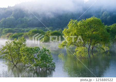 白川湖の水没林 125880522