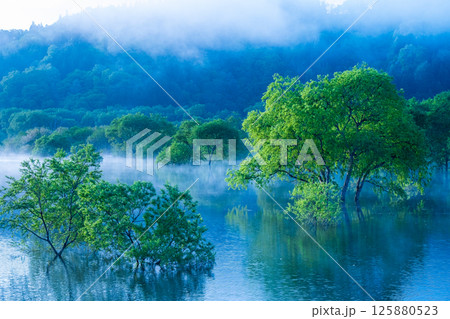 白川湖の水没林 125880523