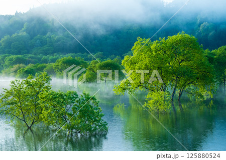 白川湖の水没林 白川湖の水没林 125880524