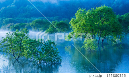 白川湖の水没林 125880526