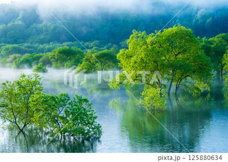 白川湖の水没林 125880634