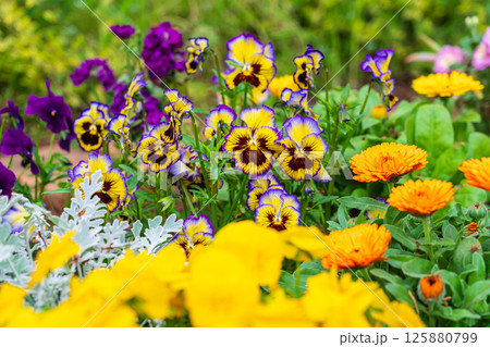 ビオラが咲く春の花壇 125880799