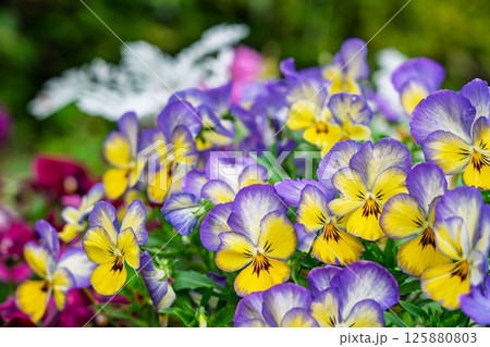ビオラが咲く春の花壇 125880803