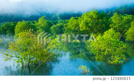 白川湖の水没林 白川湖の水没林 125880815