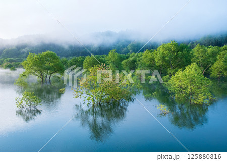 白川湖の水没林 白川湖の水没林 125880816