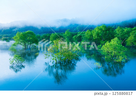 白川湖の水没林 白川湖の水没林 125880817