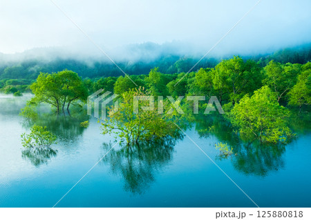 白川湖の水没林 125880818