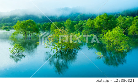 白川湖の水没林 125880821