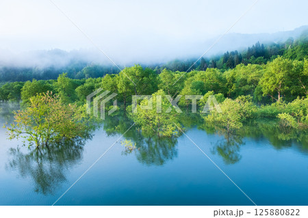 白川湖の水没林 125880822