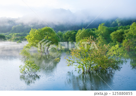 白川湖の水没林 125880855