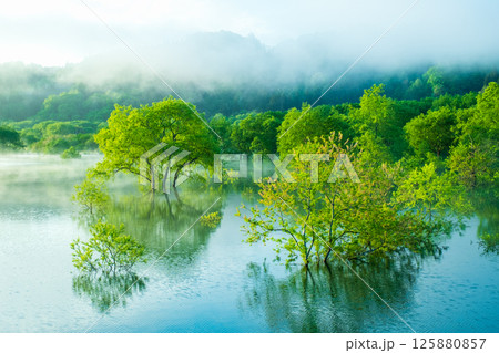 白川湖の水没林 白川湖の水没林 125880857