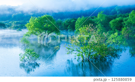白川湖の水没林 125880859