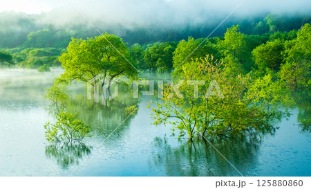 白川湖の水没林 125880860