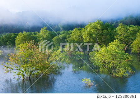 白川湖の水没林 白川湖の水没林 125880861
