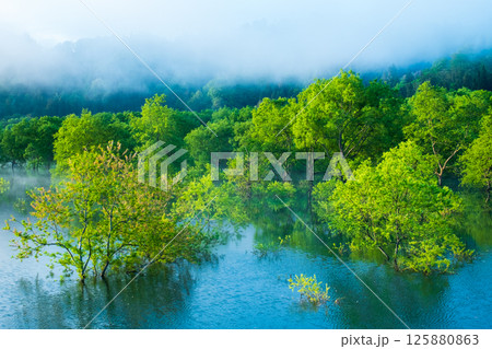 白川湖の水没林 125880863