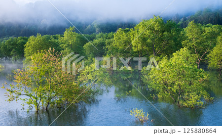 白川湖の水没林 125880864
