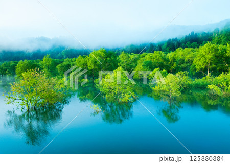 白川湖の水没林 125880884