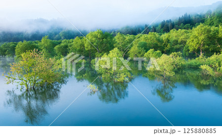 白川湖の水没林 125880885