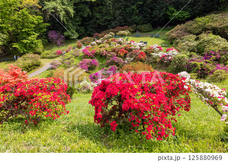 五大尊つつじ公園の躑躅 五大尊つつじ公園の躑躅 125880969